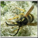 Dolichovespula saxonica -Saechsische Wespe 09.jpg